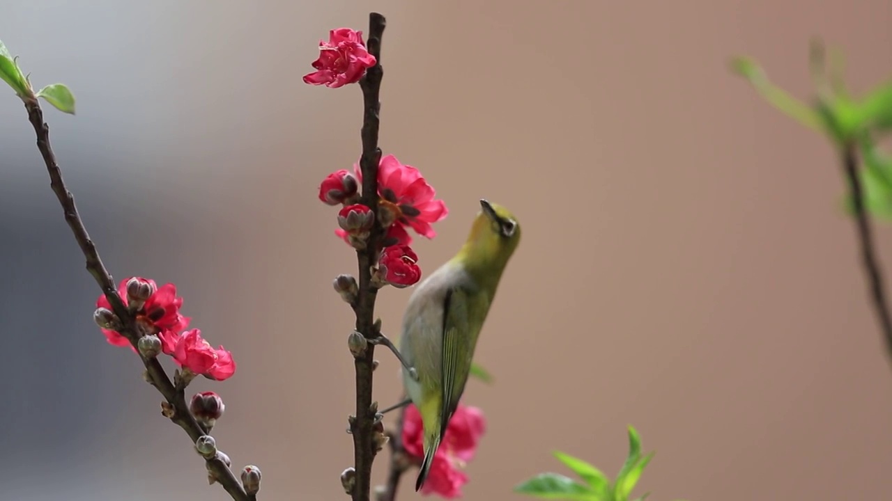 《鸟语花香》视频素材