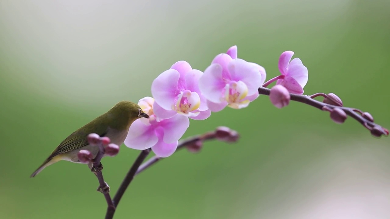 《鸟语花香》视频素材