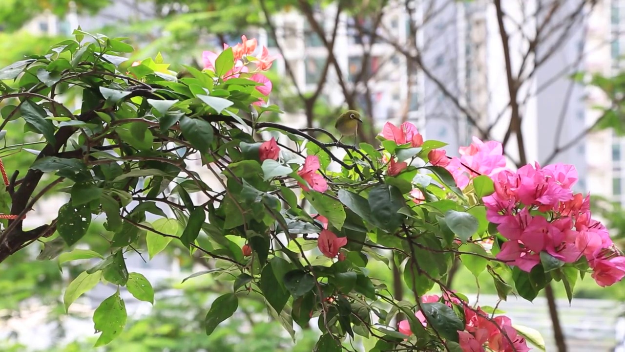 《鸟语花香》视频素材