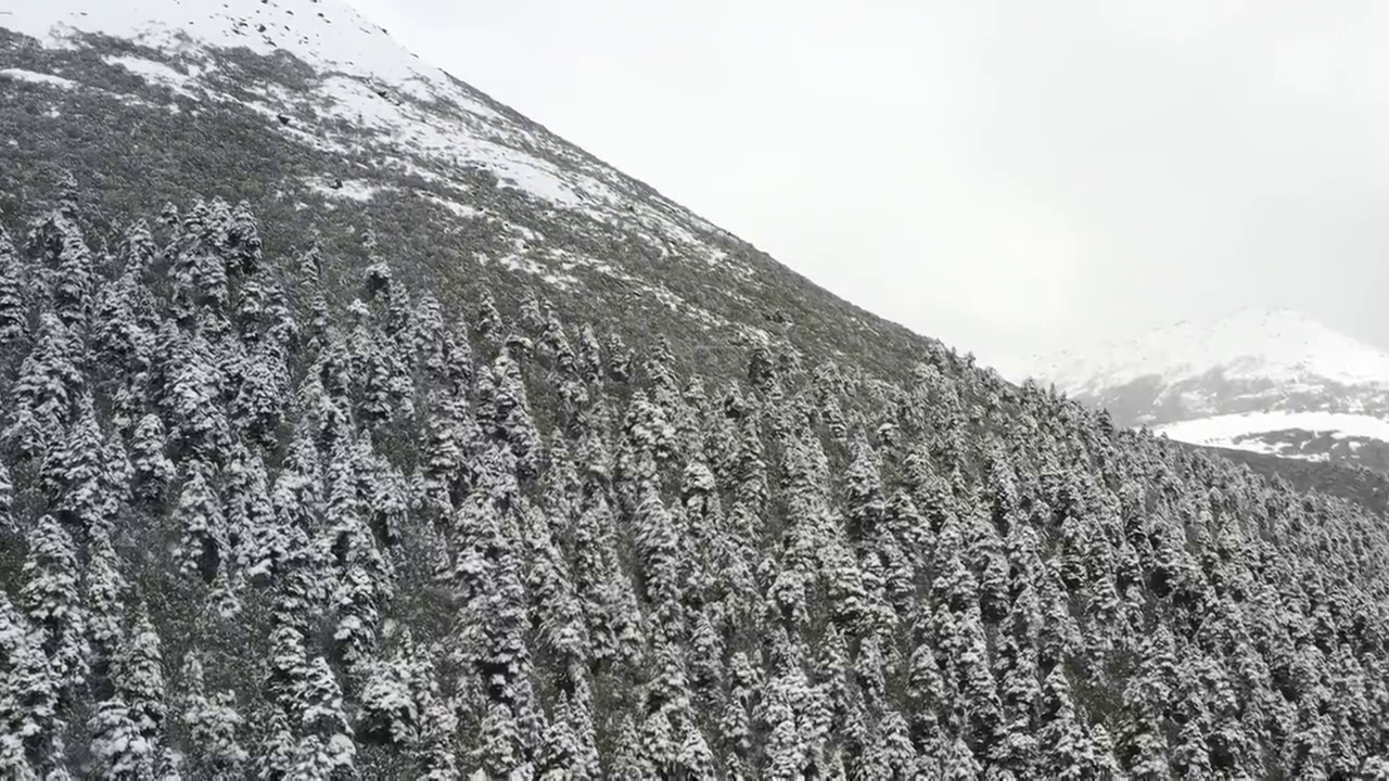 西藏林芝：春雪春雾看雪山林海视频素材