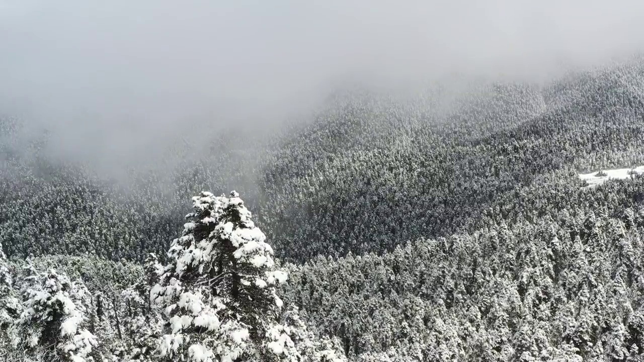 西藏林芝：春雪春雾看雪山林海视频素材