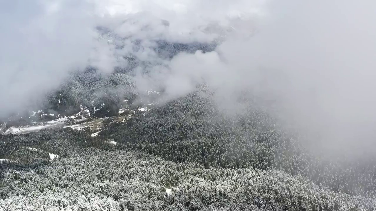 西藏林芝：春雪春雾看雪山林海视频素材