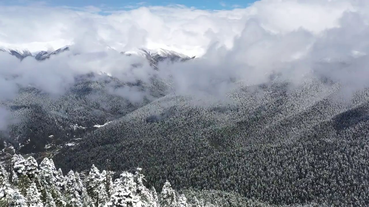 西藏林芝：春雪春雾看雪山林海视频素材