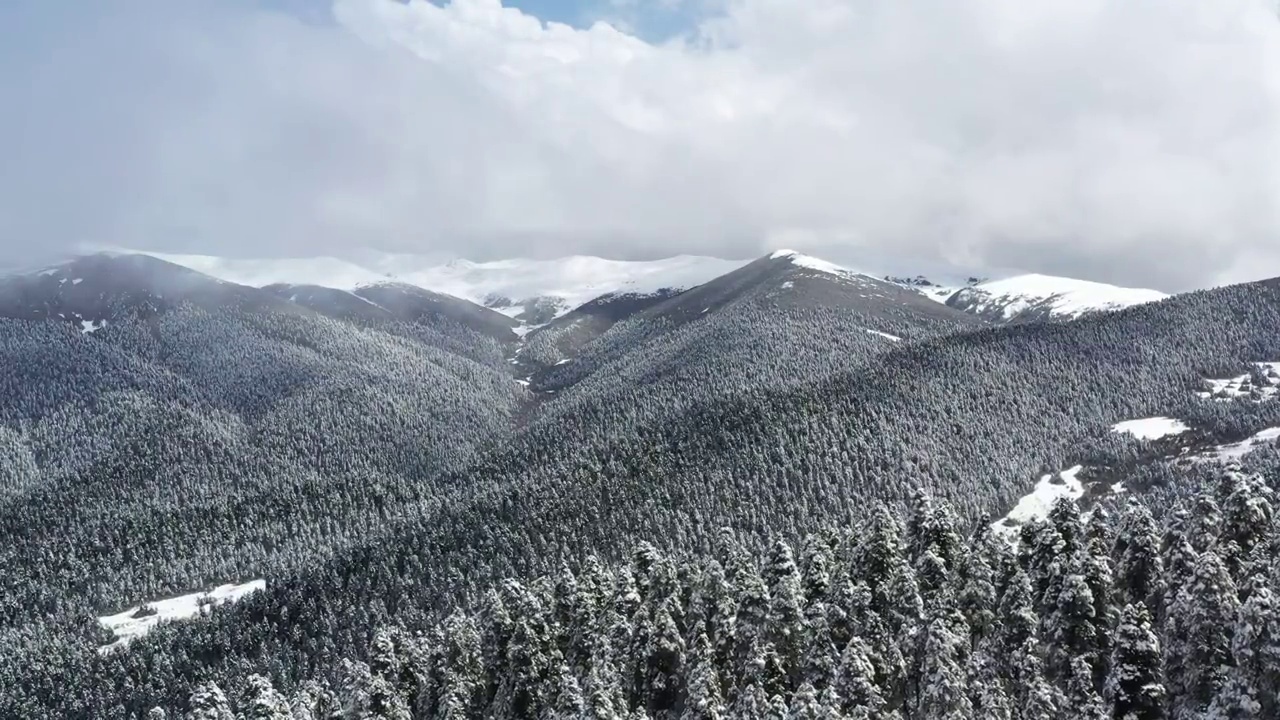 西藏林芝：春雪春雾看雪山林海视频素材