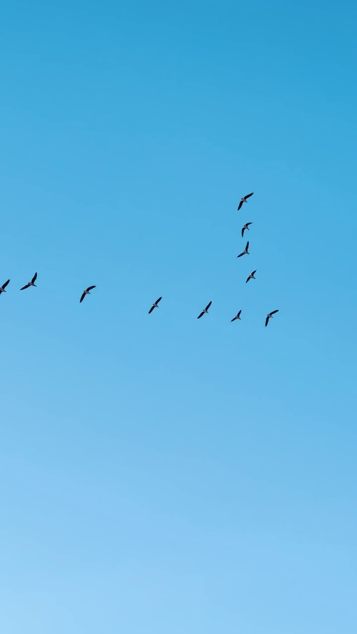 大雁排队飞过天空视频素材