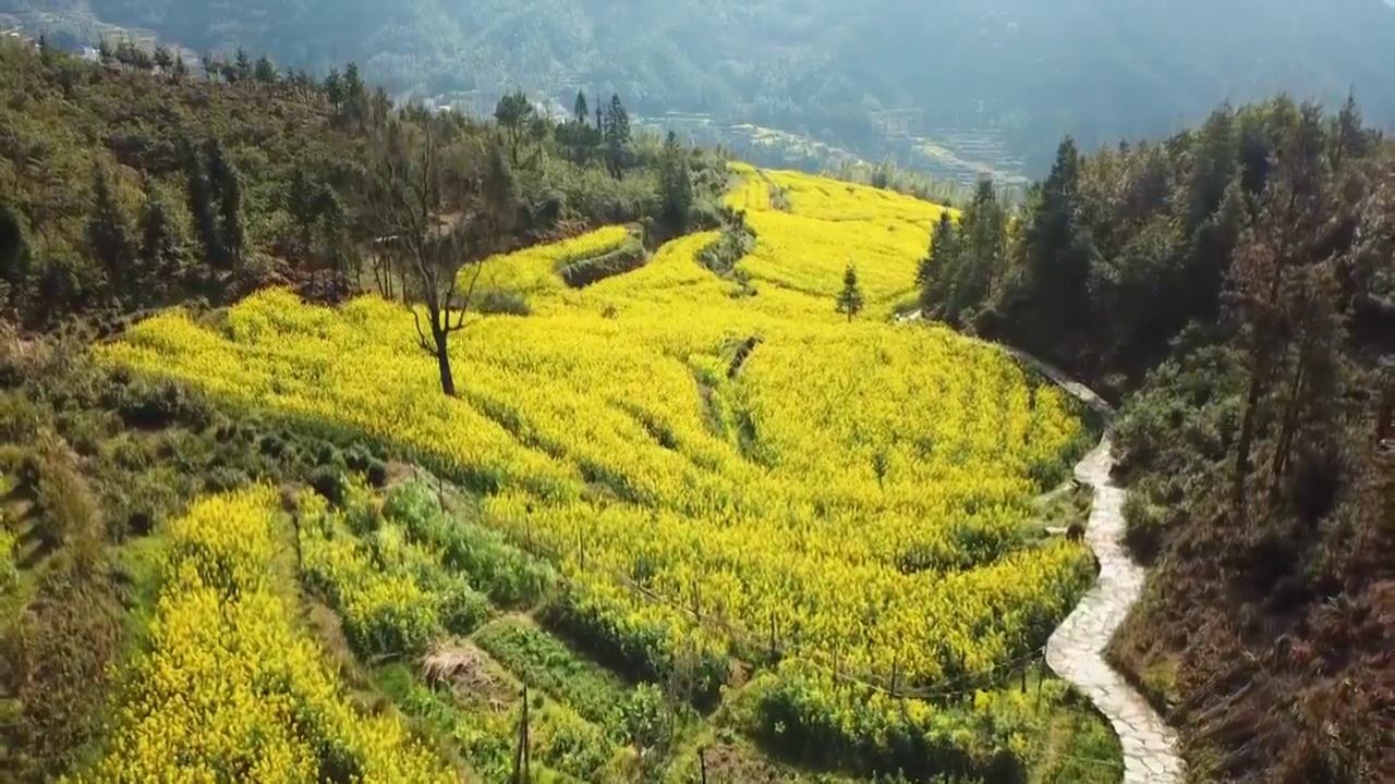 江西婺源春天油菜花航拍-升起视角视频素材