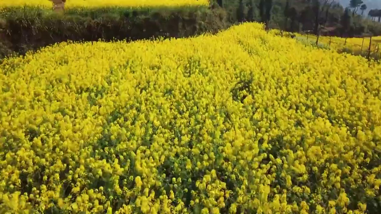 江西婺源春天油菜花航拍-平移视角视频下载