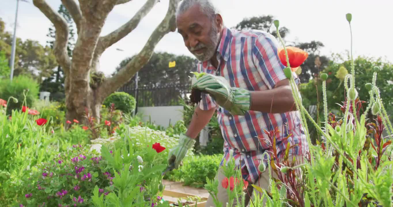 动画的非洲裔美国老人园艺，种植花卉视频素材