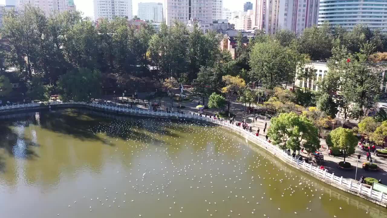 昆明市翠湖公园航拍视频素材