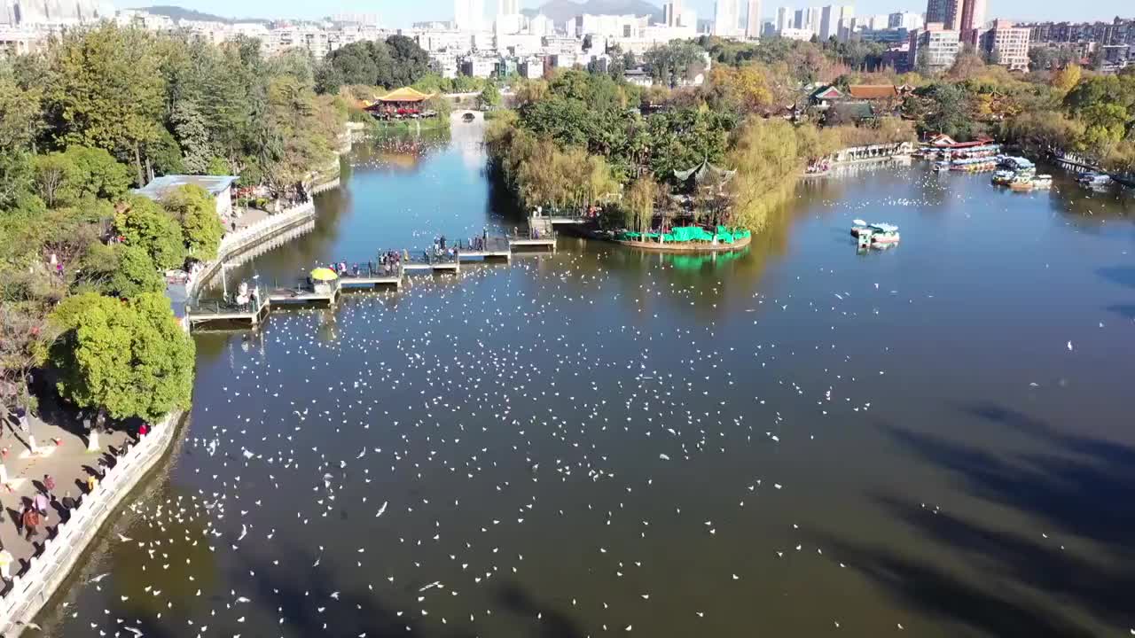 昆明市翠湖公园航拍视频素材