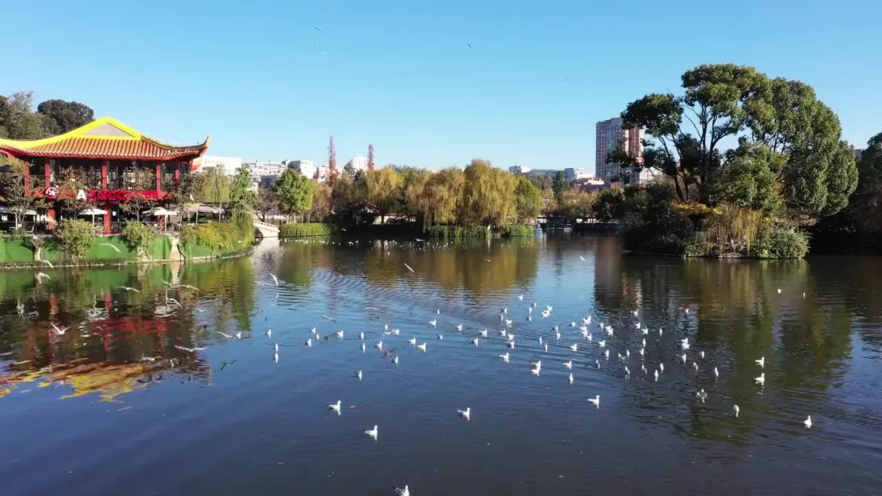 昆明市翠湖公园航拍视频素材