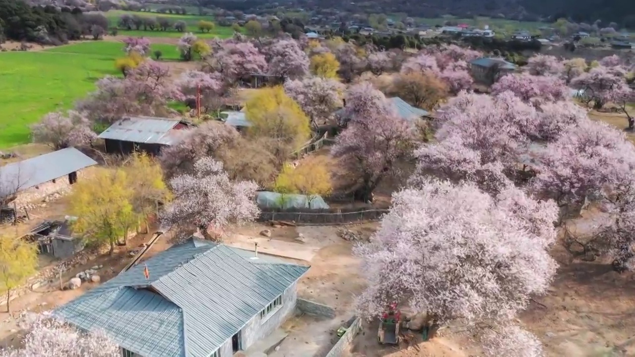 西藏林芝波密桃花沟风光视频素材