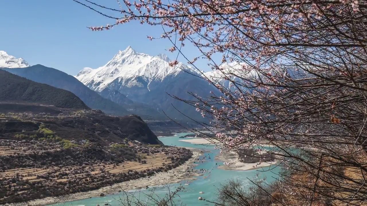 加拉白垒峰下的桃花视频下载