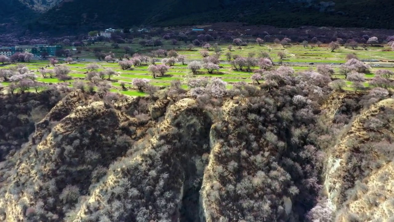 雅鲁藏布大峡谷的青稞与桃花视频素材