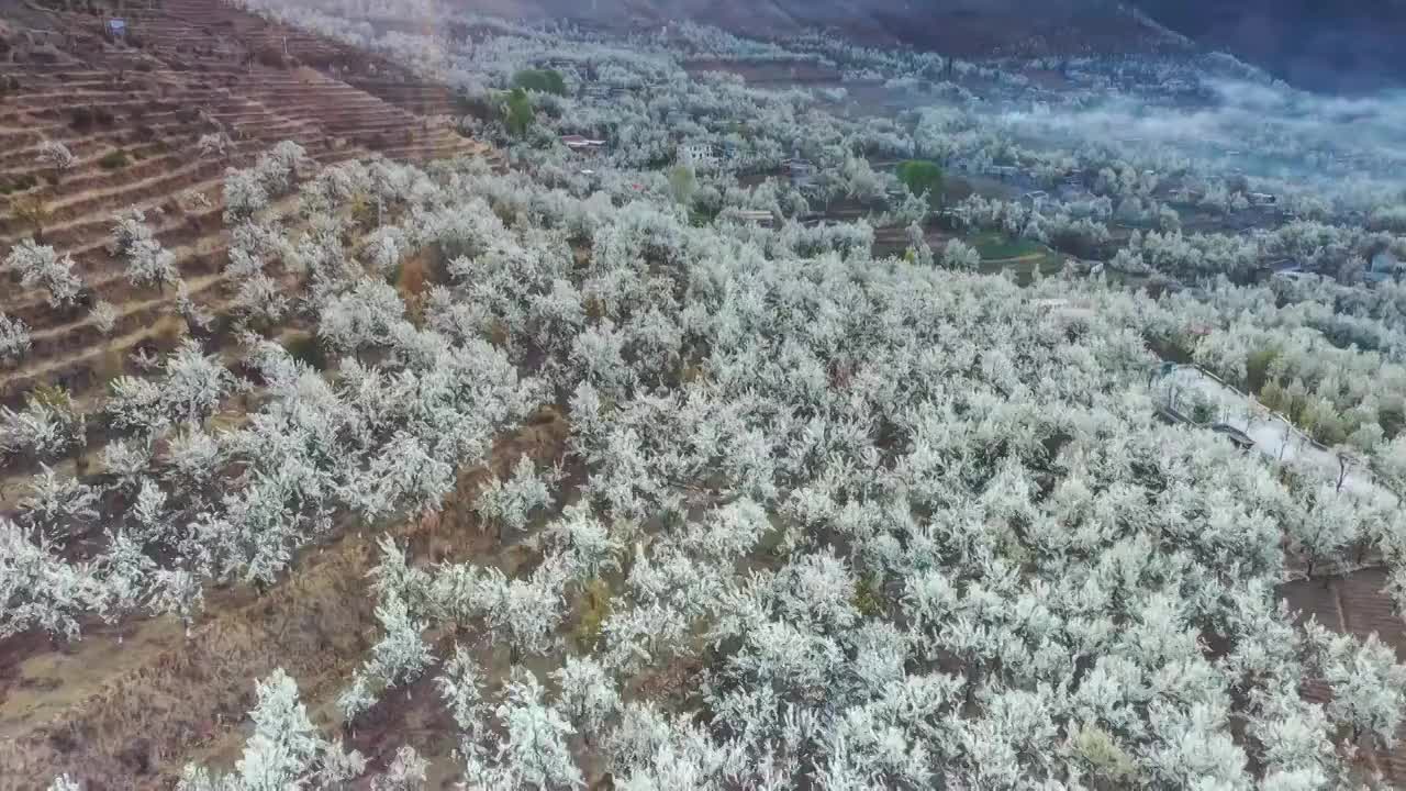 川西金川梨花风光视频素材