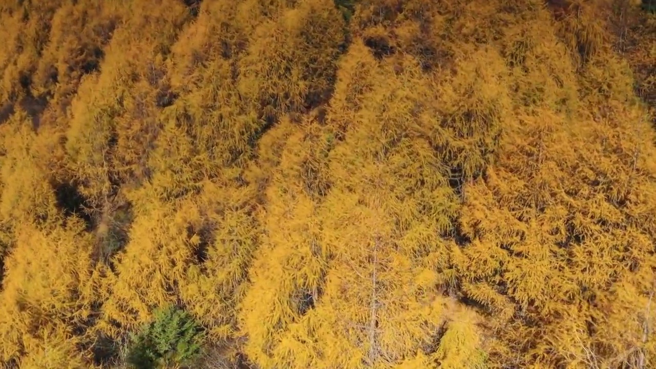 川西阿坝四姑娘山双桥沟秋色视频素材