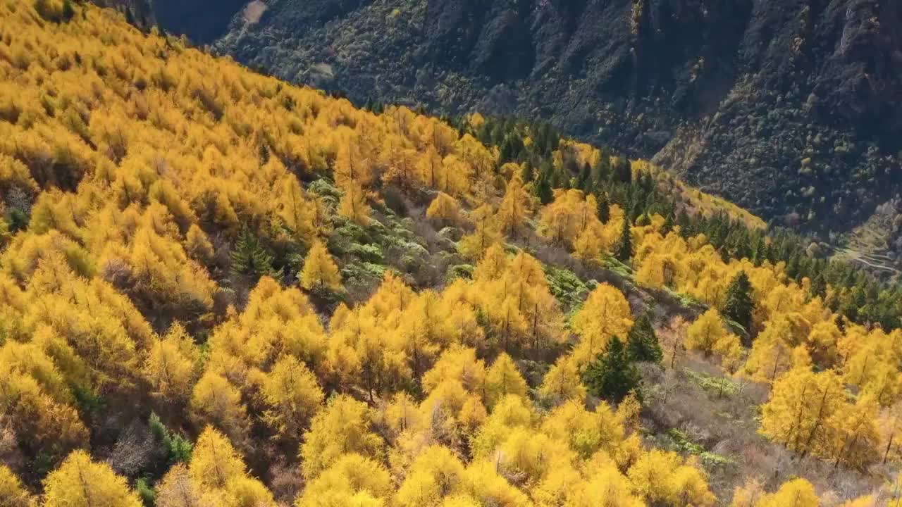 川西阿坝四姑娘山双桥沟秋色视频素材