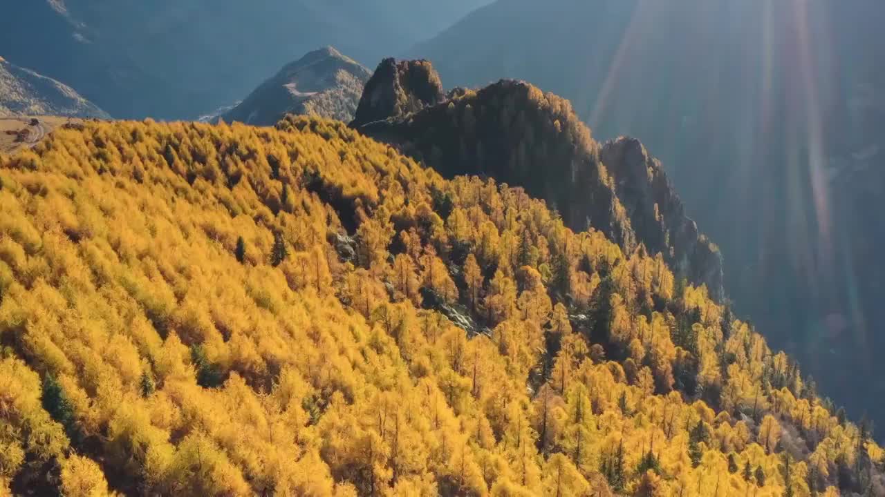 川西阿坝四姑娘山双桥沟秋色视频素材