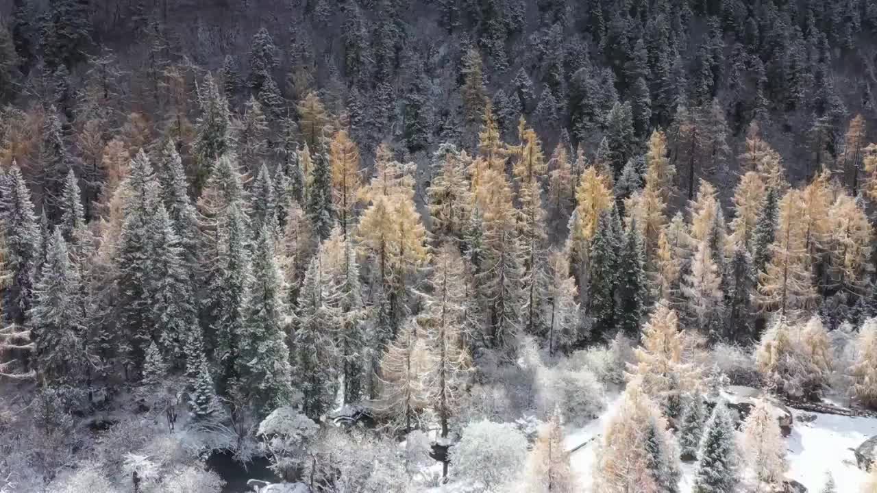 川西阿坝四姑娘山双桥沟秋色视频素材