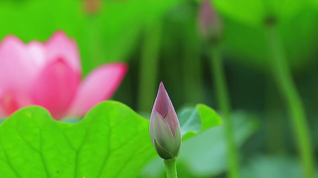 夏季里的精灵—蜻蜓6视频素材