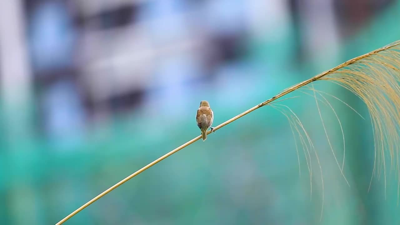 尖岗山公园生态——麻雀视频素材