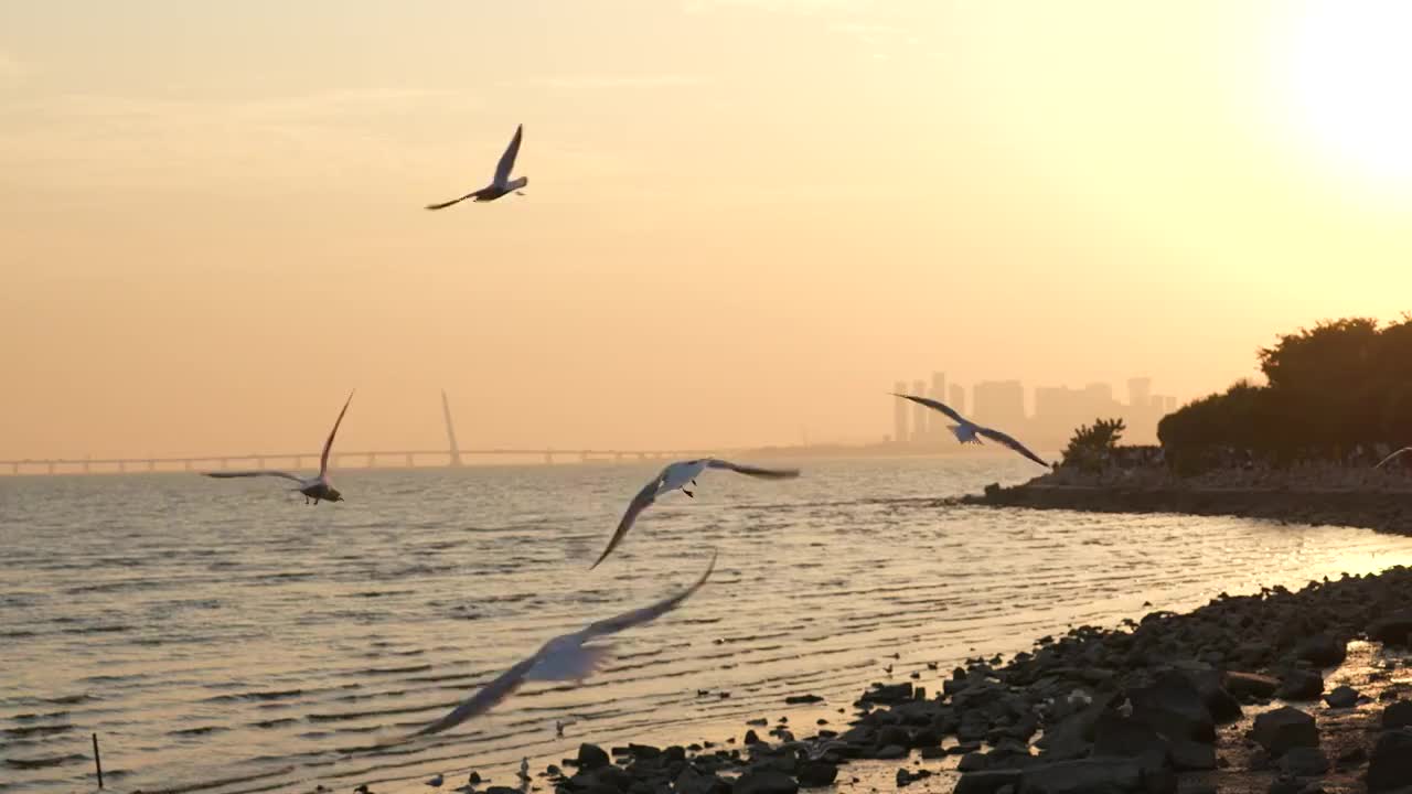 海鸥天空飞翔慢镜头视频素材