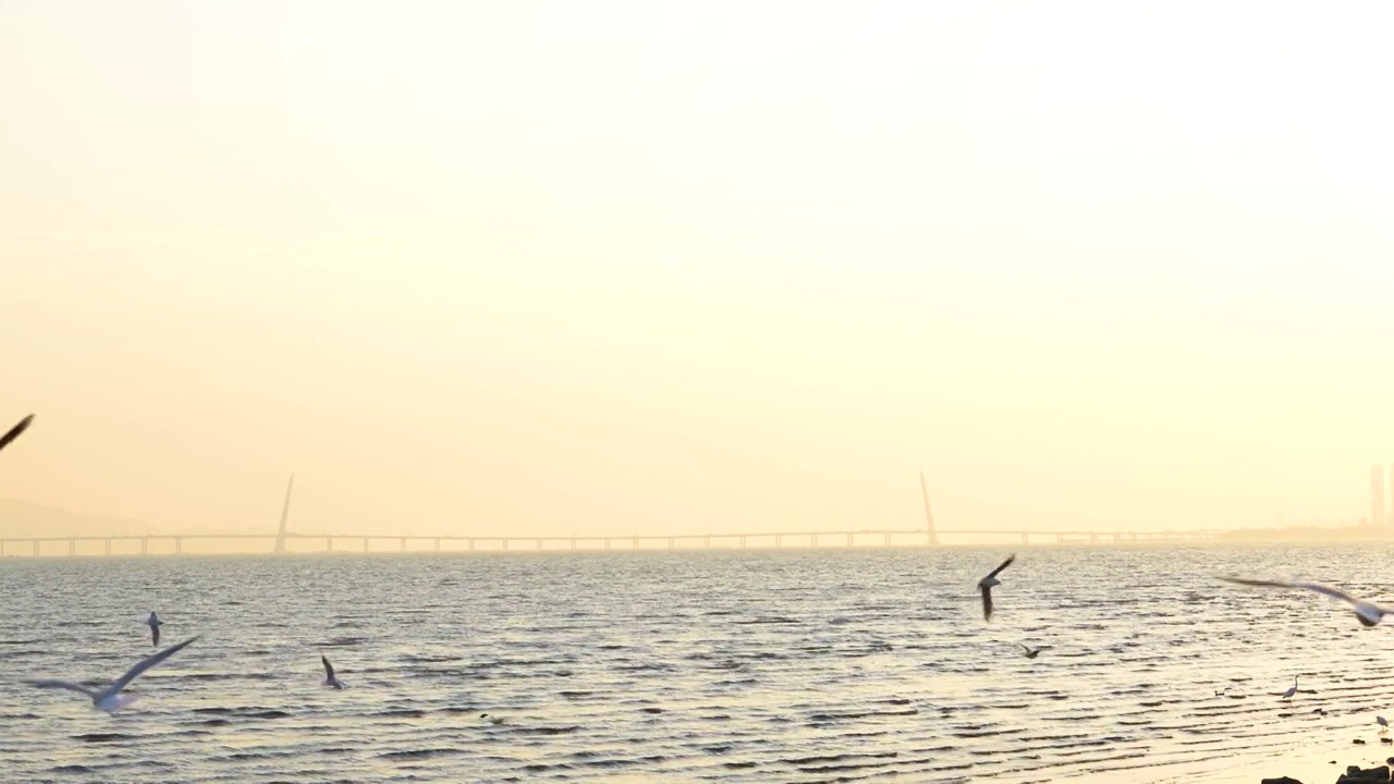 海鸥天空飞翔慢镜头视频素材