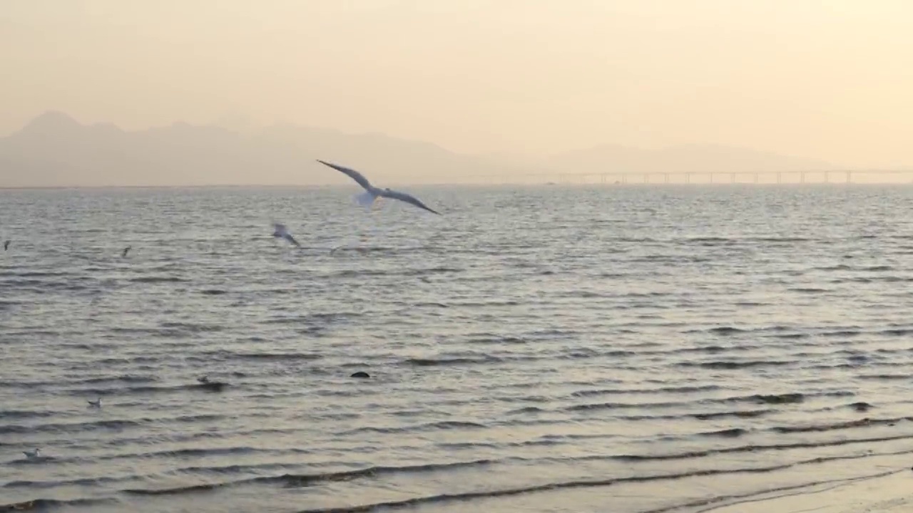 海鸥天空飞翔慢镜头视频素材