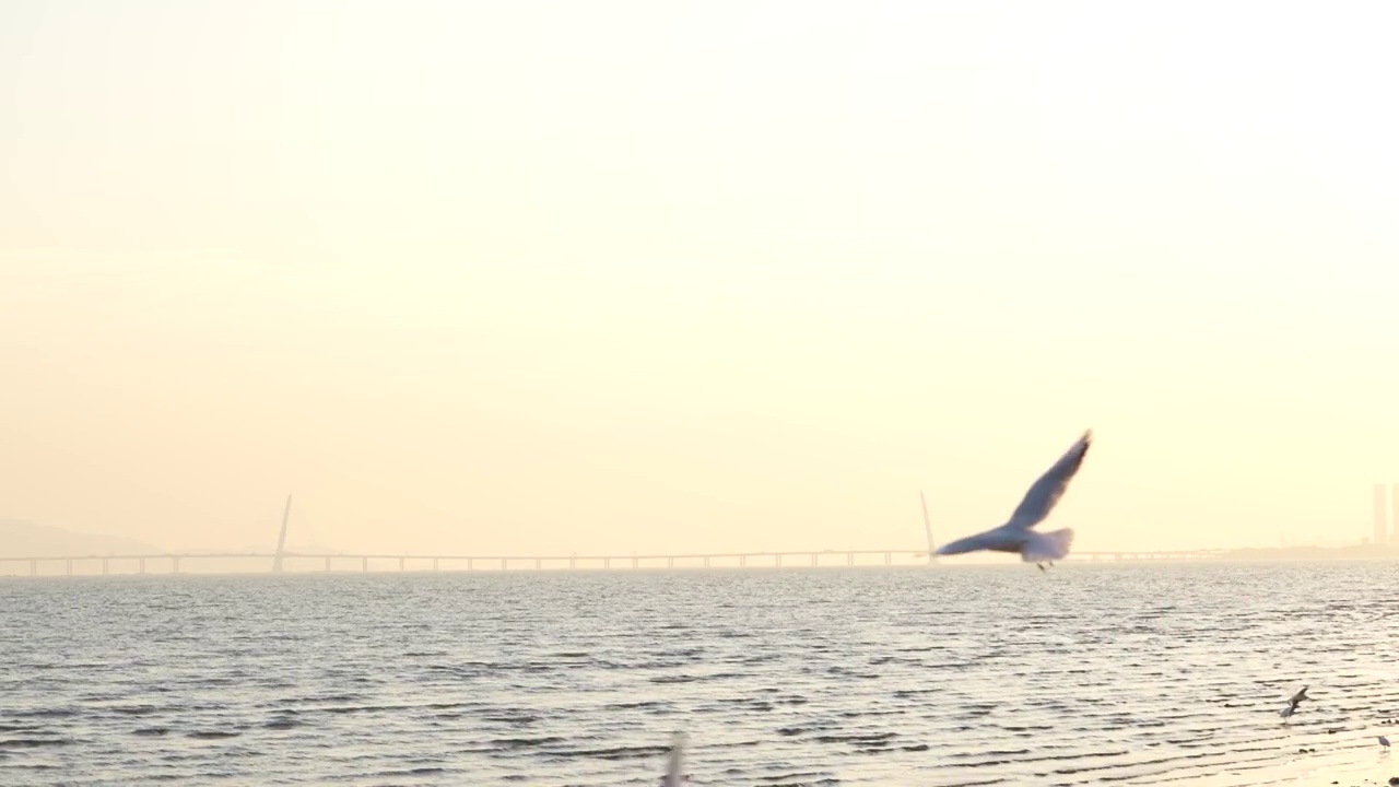 海鸥天空飞翔慢镜头视频素材