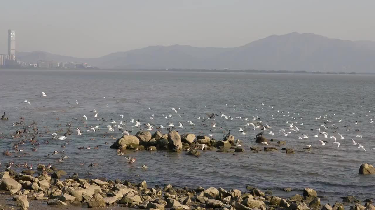 海鸥天空飞翔慢动作视频素材