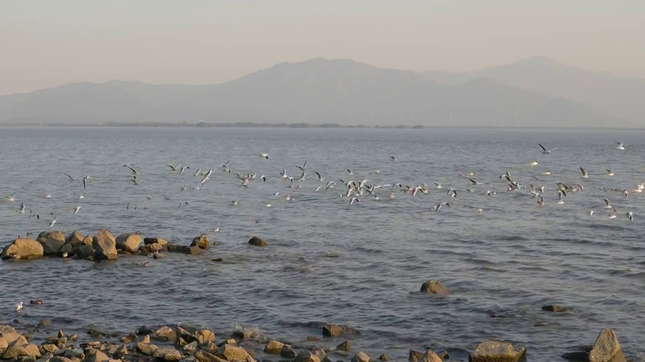 海鸥天空飞翔慢动作视频素材