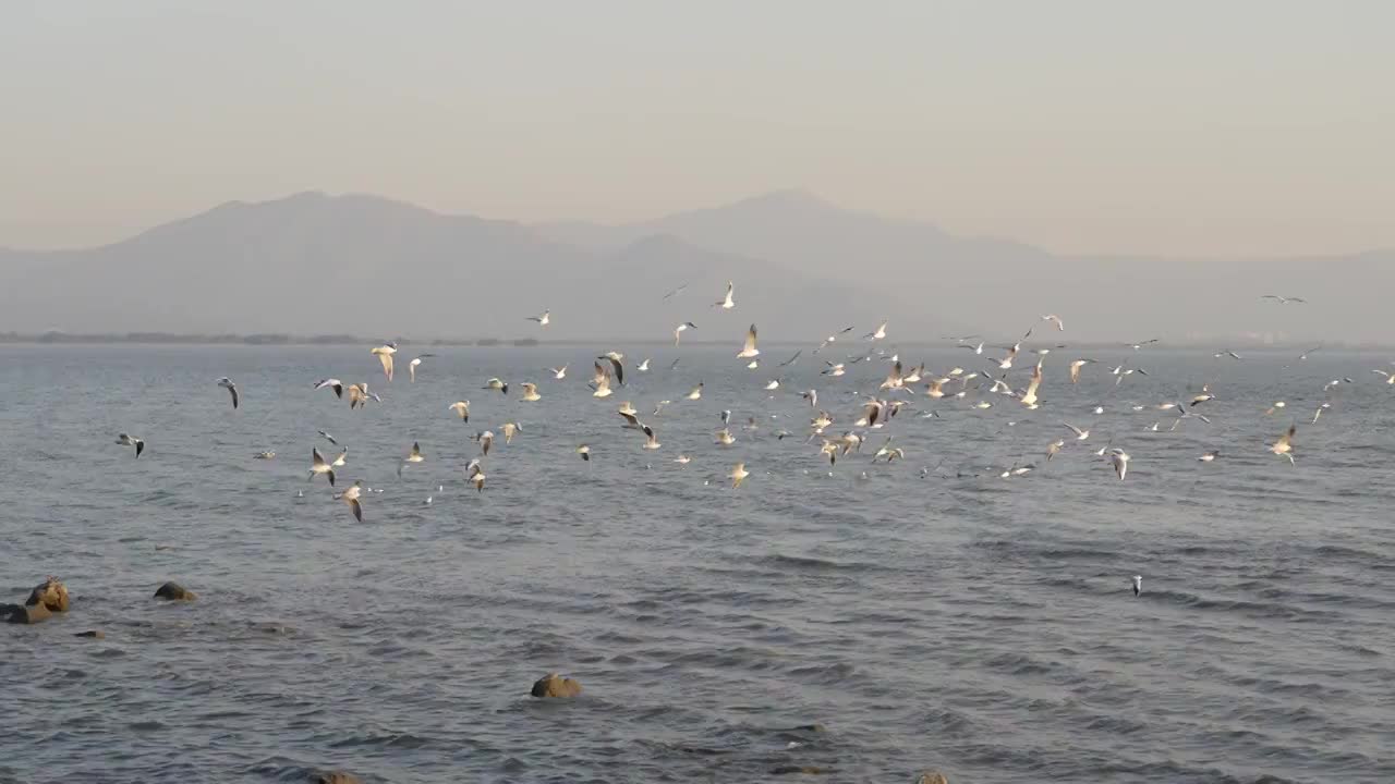 海鸥天空飞翔慢动作视频素材