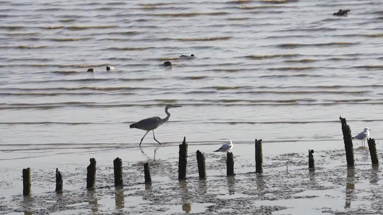 沙滩湿地觅食的白鹭视频素材