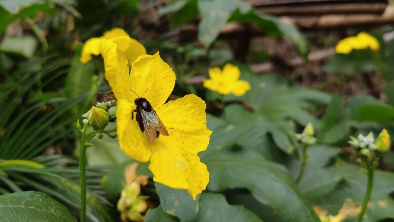 鲜花视频素材