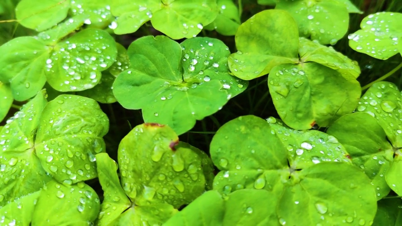 野生植物视频素材