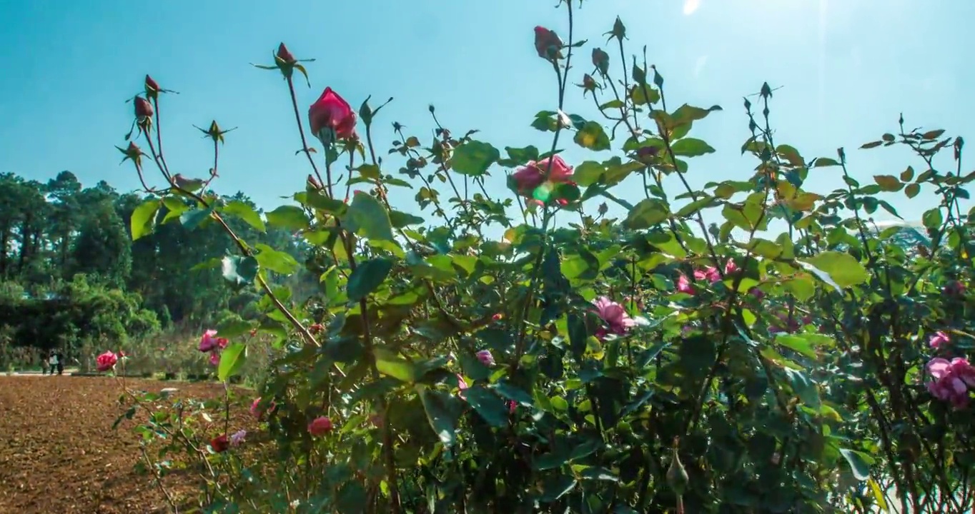 湖南省长沙市植物园景点视频素材