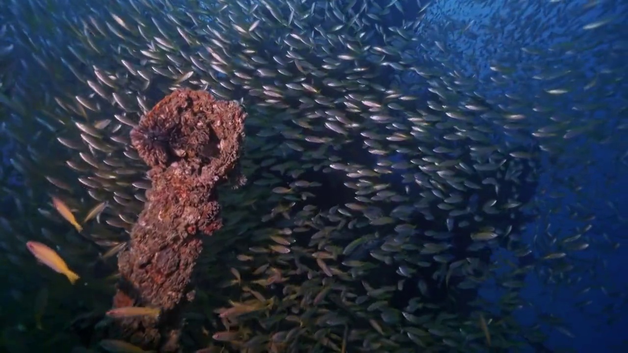 水下摄影海底遗迹沉船人工鱼礁视频素材