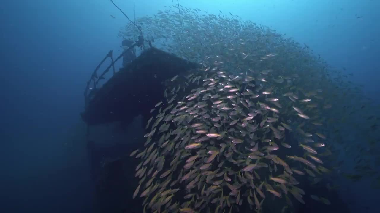 水下摄影海底遗迹沉船人工鱼礁视频素材