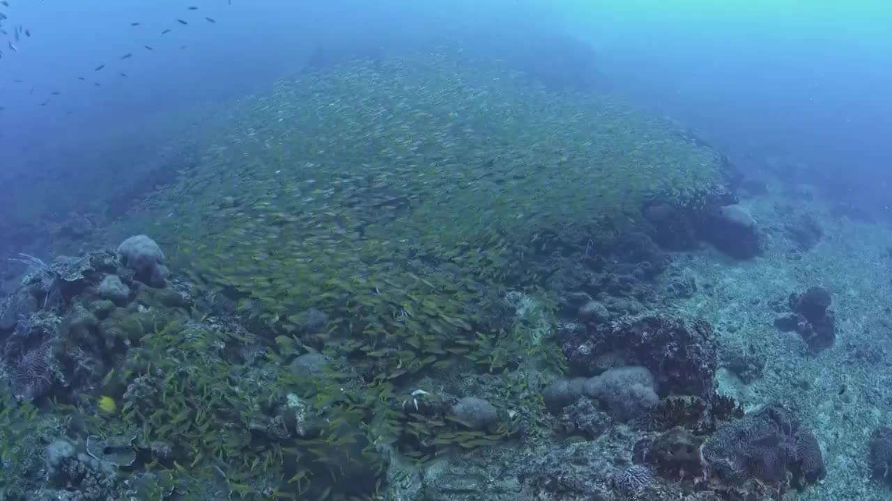 水下摄影海底世界鱼群风暴视频素材