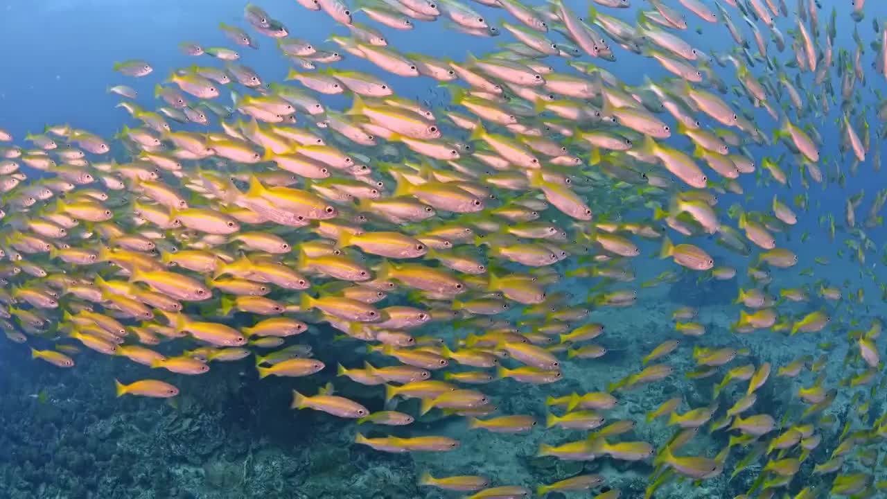 水下摄影海底世界鱼群风暴视频素材