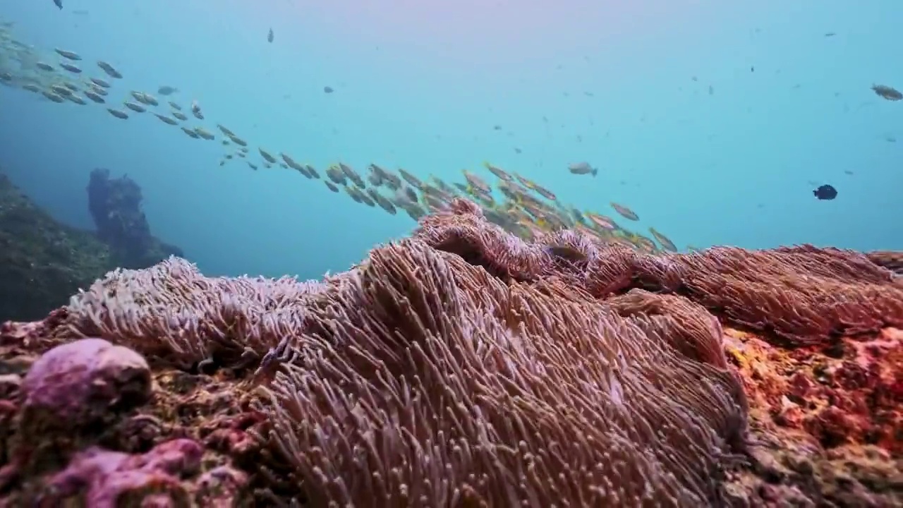 水下摄影海底世界鱼群风暴视频下载