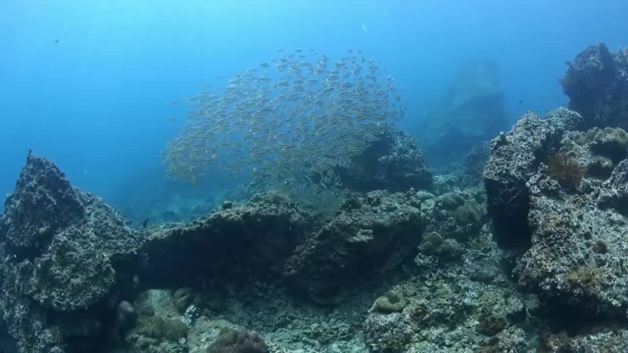 水下摄影海底世界鱼群风暴视频素材