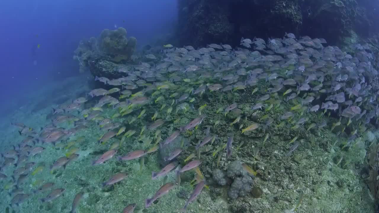 水下摄影海底世界鱼群风暴视频素材