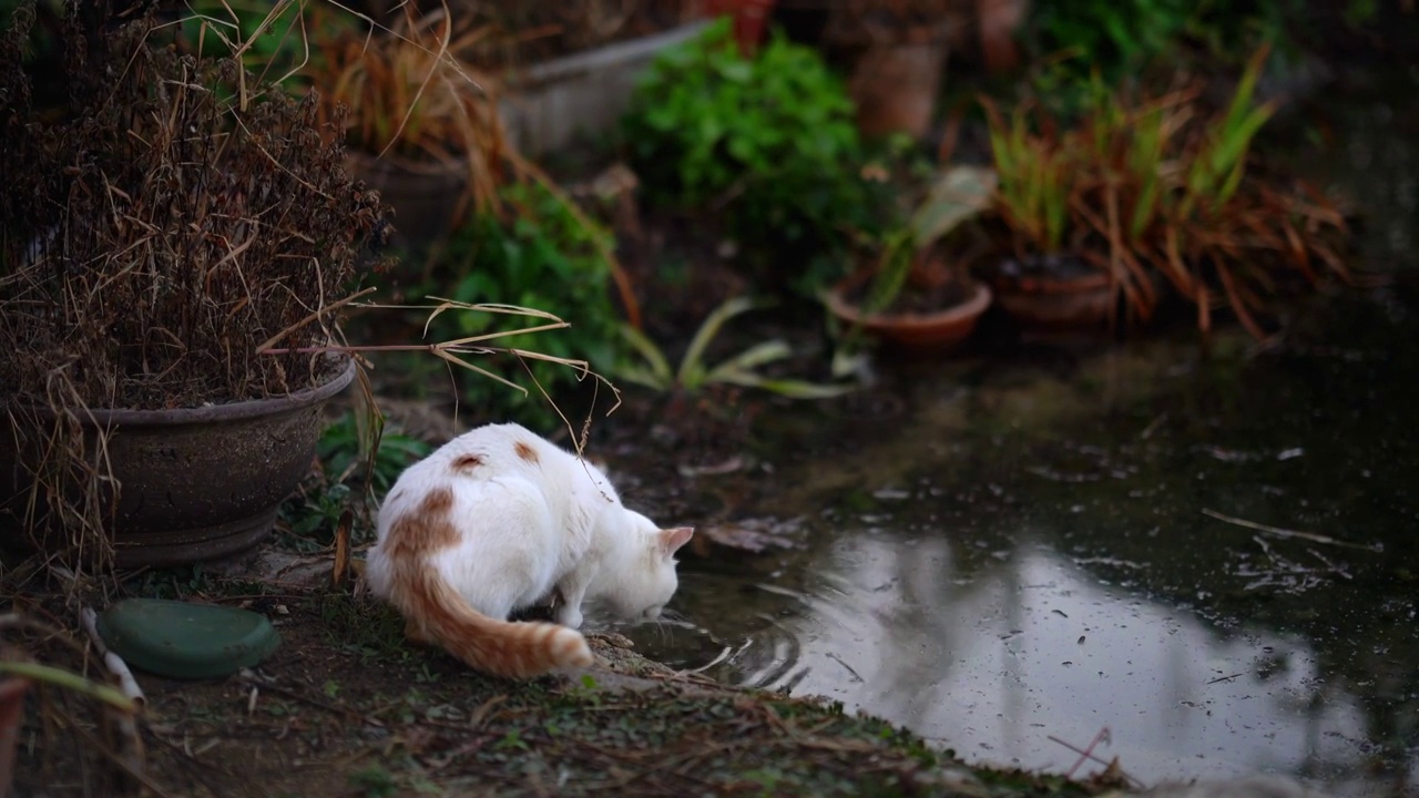 流浪猫的清晨饮水视频素材