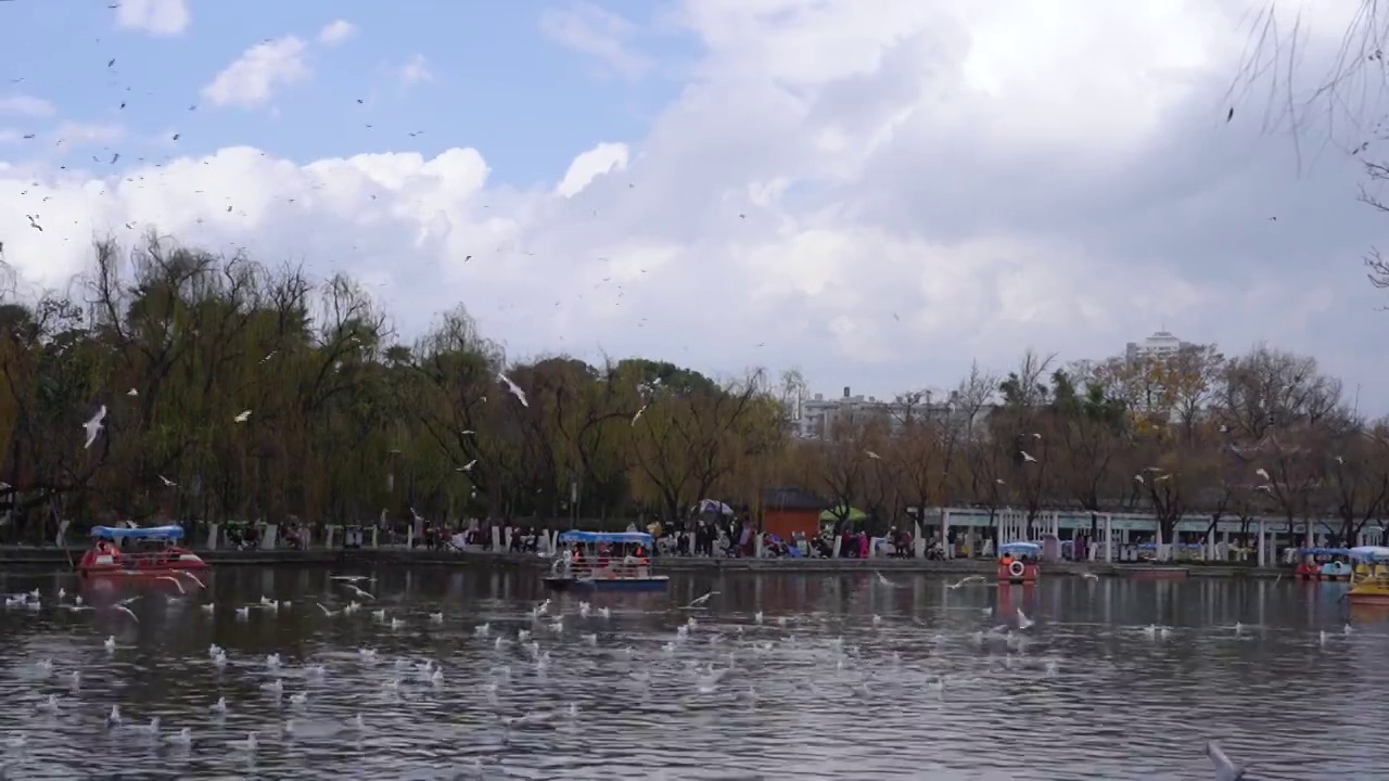 云南昆明翠湖公园海鸥视频素材