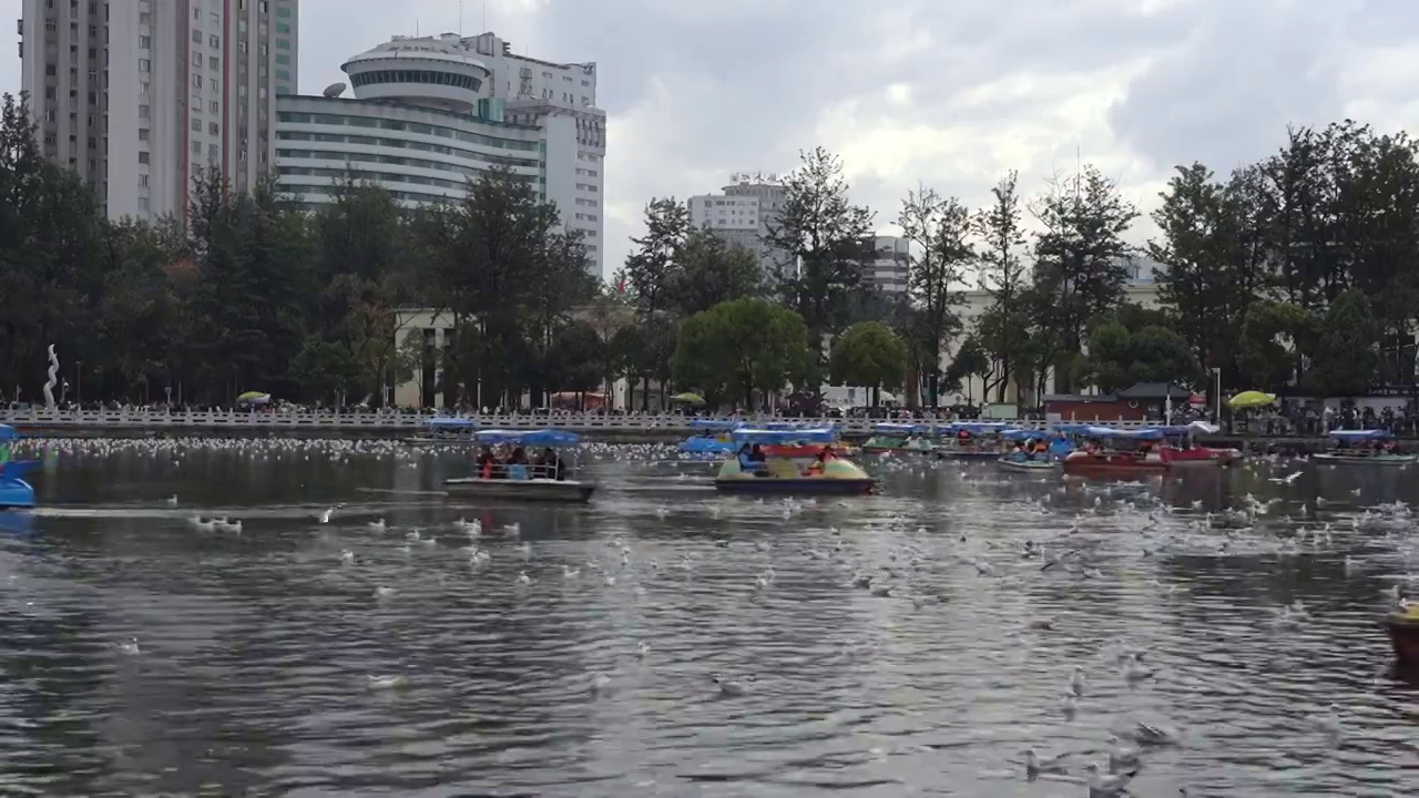 云南昆明翠湖公园海鸥视频素材