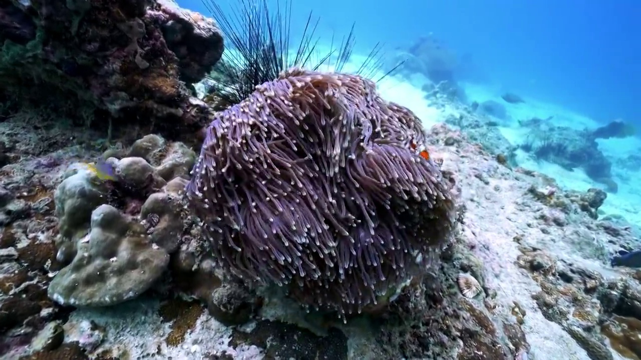 水下摄影神奇神秘的海底世界小丑鱼nemo视频素材