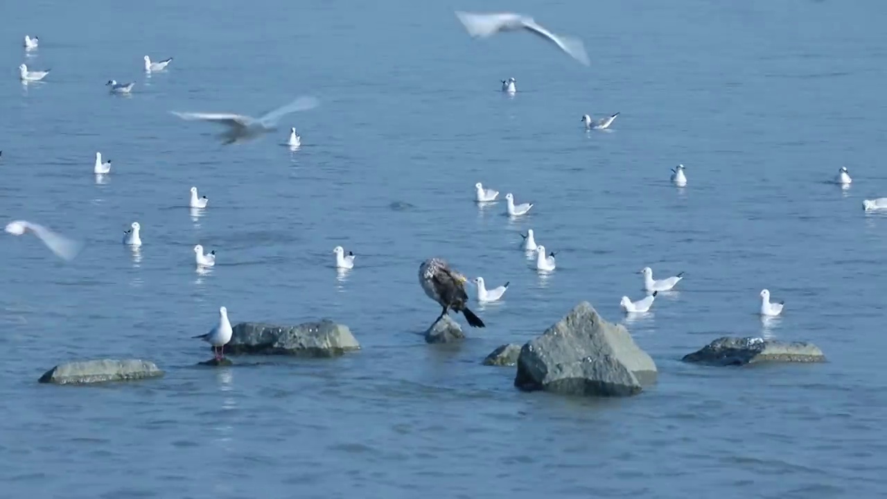 海鸟在海面上嬉戏视频素材