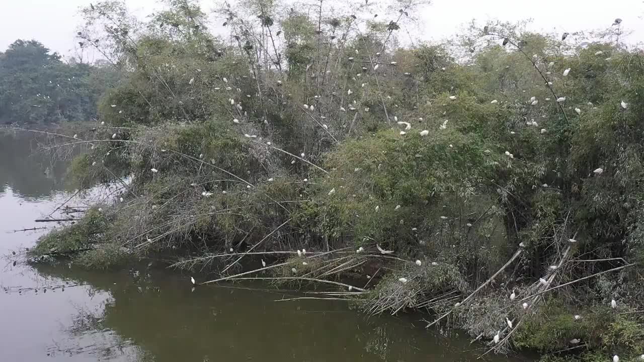 航拍肇庆鼎湖区湾区生态明珠肇庆沙浦镇《天湖鹭鸟生态邨》鸟岛视频素材