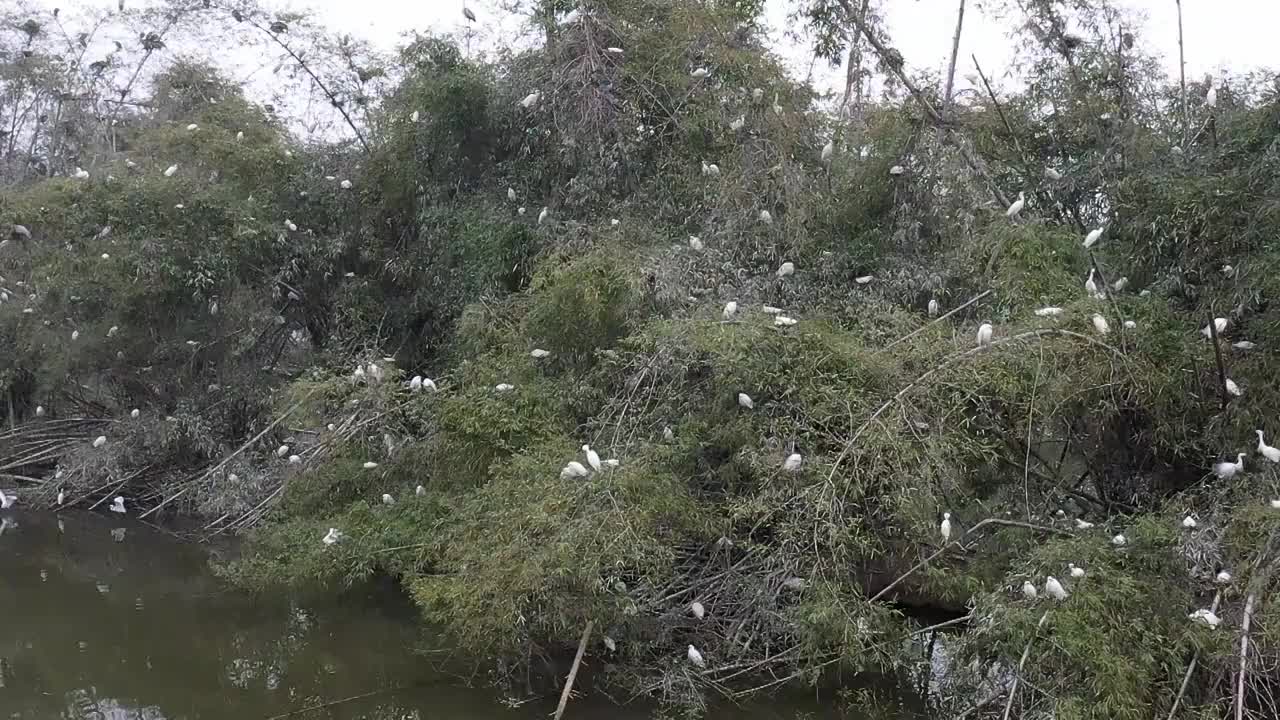 航拍肇庆鼎湖区湾区生态明珠肇庆沙浦镇《天湖鹭鸟生态邨》鸟岛视频素材